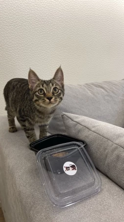 cat friendly