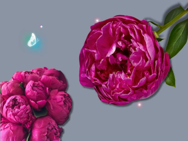 Пион Сара Ред