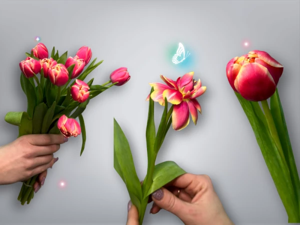 Тюльпан пионовидный розовый