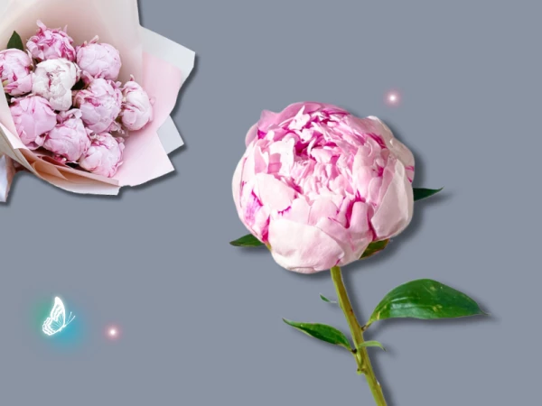 Пион Сара Бернар