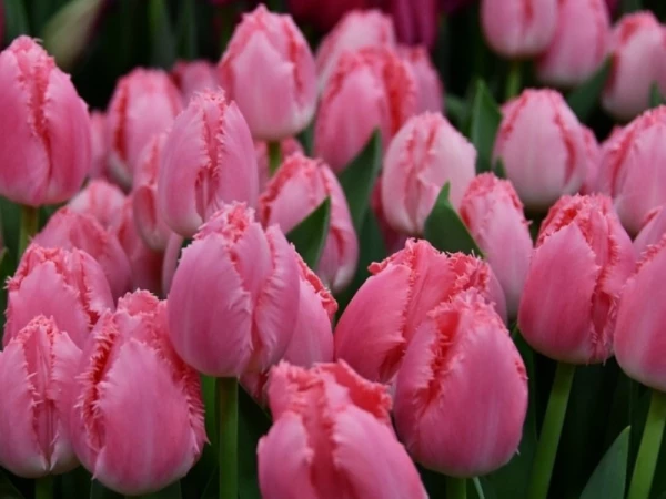 Тюльпан розовый бахромчатый Cacharel