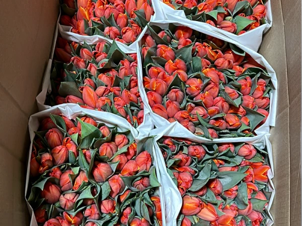 Оранжевый тюльпан AD REM