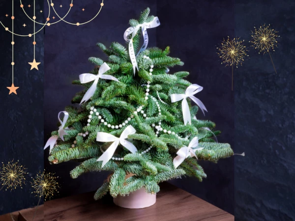 Елка из нобилиса Снегурочка