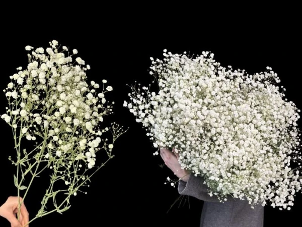 Гипсофила белая