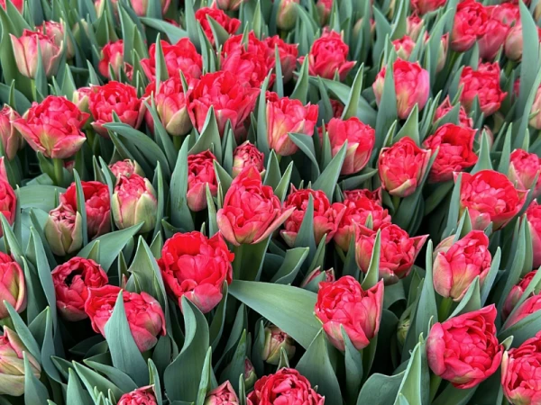 Тюльпан пиновидный красный Presto