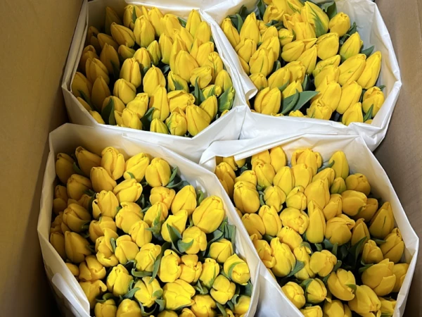 Желтый тюльпан Strong Gold