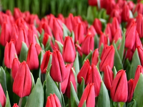 Красный тюльпан First Star