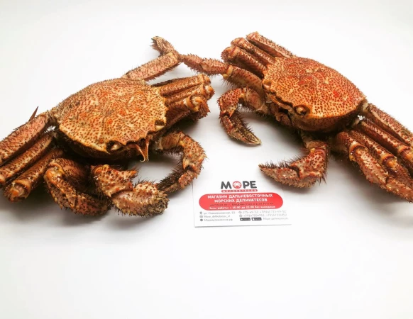 Краб Волосатик (целая особь)