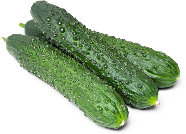 Огурцы колючие, бугорчатые