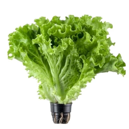 листовой салат (1шт.)