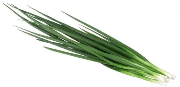 Лук зеленый