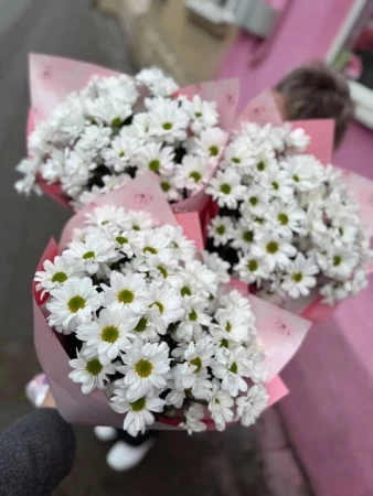 Хризантема