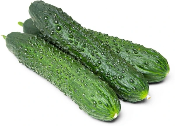 Огурцы колючие, бугорчатые